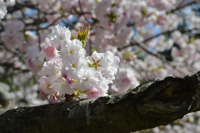八重桜－１