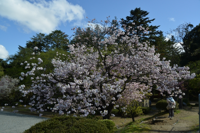 八重桜－２