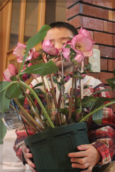薔薇の森｜レアなクリスマスローズを入手☆アレの写真撮ってきました 