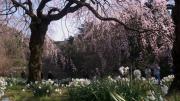 桜の風景２