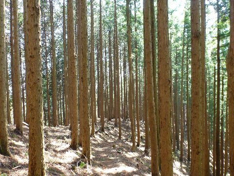 檜の植林帯