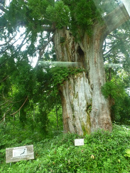 立山杉の古木
