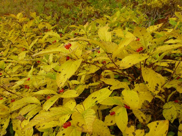 オオヒョウタンボクの黄葉と赤い実