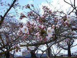桜４．１９_R