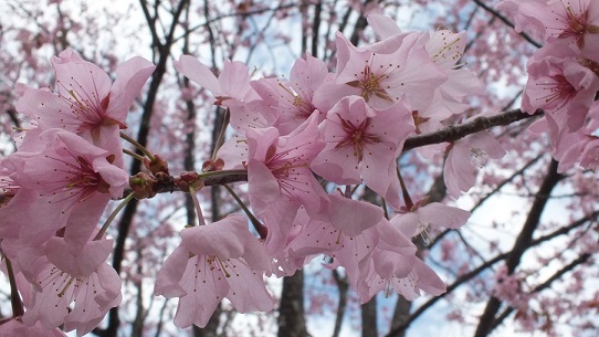エゾヤマ桜１
