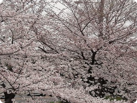 大阪城公園の桜２