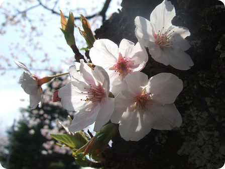 桜～