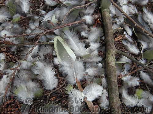 フワフワ系の羽毛は白いものが目立つ