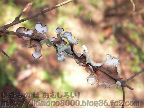 ツツジの枯れた小枝にしがみついている錦織公園のナミガタウメノキゴケ