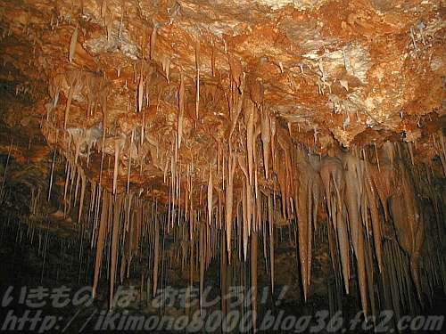 二酸化炭素が塊になった石灰岩が溶けてできた鍾乳洞〈星野洞（南大東島）〉