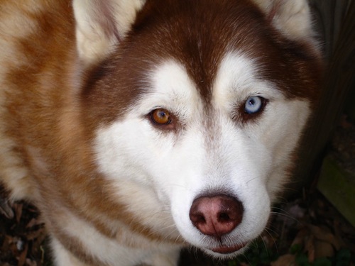 siberian-husky-with-different-colored-eyes-Heterochromia.jpeg