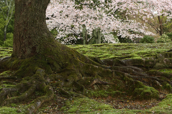 奈良の桜