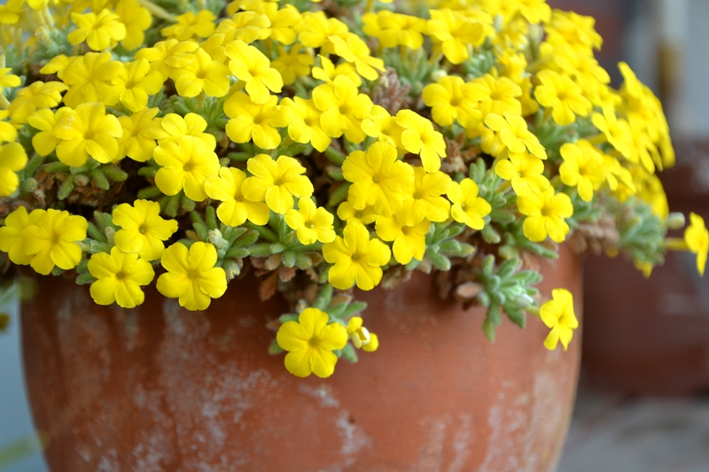 黄色の花