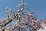 円山公園の桜1 20130330
