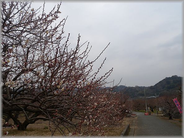 2012.2.23 曽我梅園