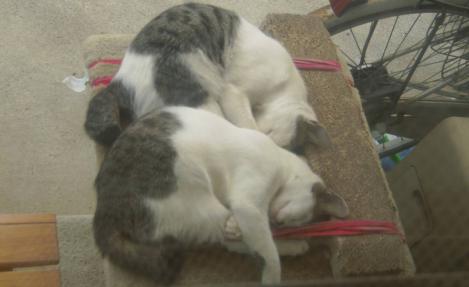 野良猫出身の子猫の兄妹も大きくなり同じ様に猫タワーで寝てるデジカメ写真画像ですよ