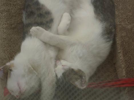 地域猫のノーラの子猫たちイッコニコは以前はこんな寝方をしていたを過去にシャメした