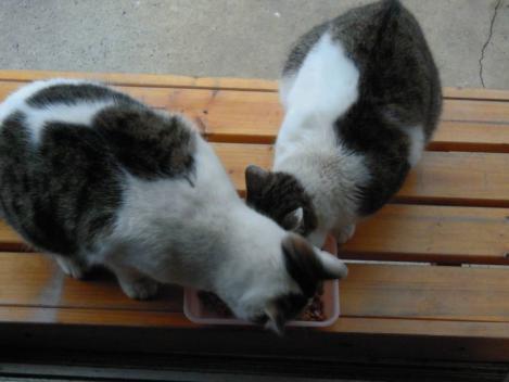 兄妹猫の妹猫ニコの方が兄猫より太って見えながらも２匹仲良くエサを食べてるデジカメ写真