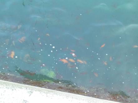 防波堤付近に群れる金魚ことネンブツダイを写真撮影