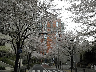 桜並木！