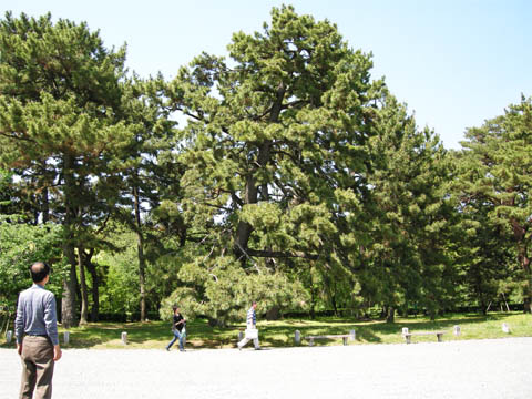 pine145.jpg