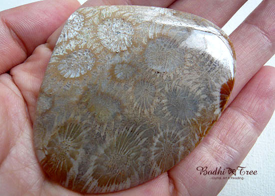 フォシルコーラル(珊瑚化石） ルース-ｃ 天然石 パワーストーン