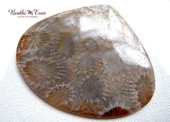 フォシルコーラル(珊瑚化石） ルース-ｃ 天然石 パワーストーン２