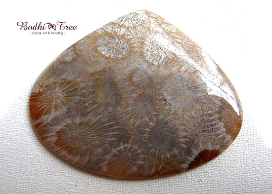 フォシルコーラル(珊瑚化石） ルース-ｃ 天然石 パワーストーン１