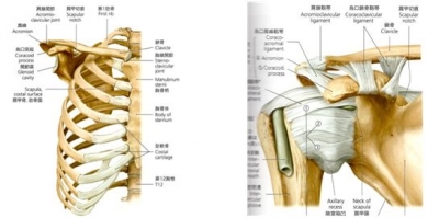 肩甲帯の関節構造