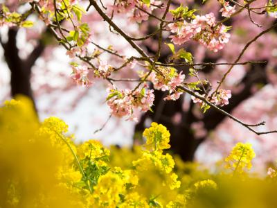 河津桜と菜の花（1）