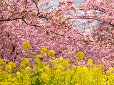 河津桜と菜の花（3）