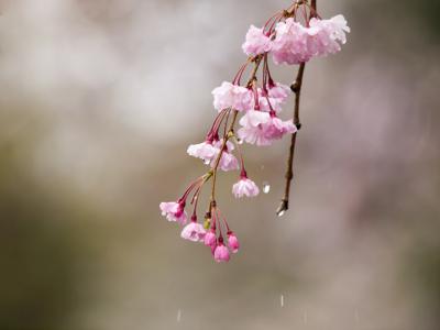 濡れ桜（2）