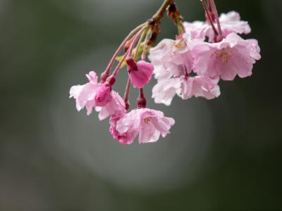 濡れ桜（3）