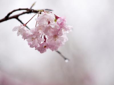 濡れ桜（5）