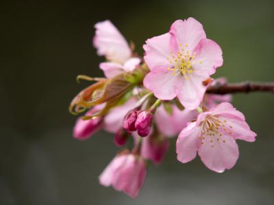 濡れ桜（1）