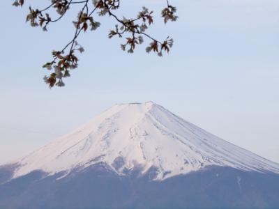 富士山と桜（1）
