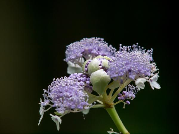 玉紫陽花
