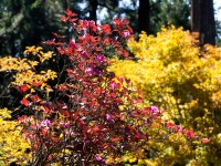 三峯神社の紅葉（2）