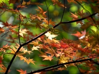 西沢渓谷の紅葉（2）