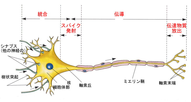ニューロン図