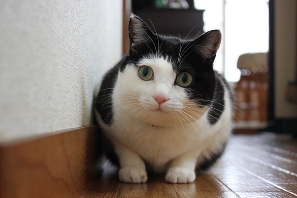 みるこは純粋の日本猫かも…
