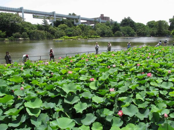 千葉公園弁天池のハス田。後方は貸しボートがある綿打池。背後には千葉都市モノレールが走る。