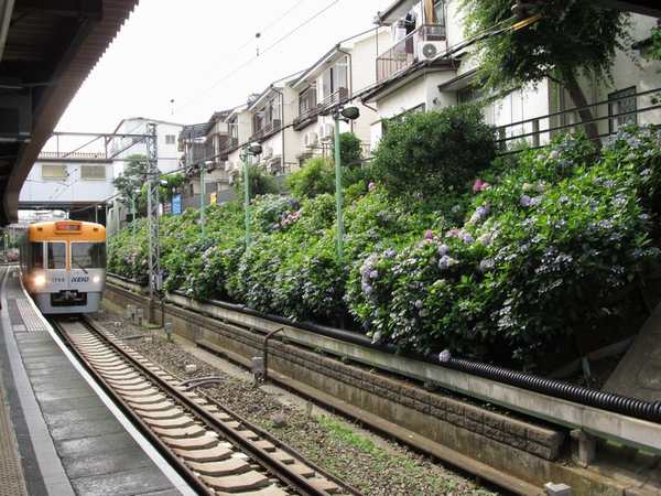 東松原駅構内のアジサイ。上り線側は夜間にライトアップされる。