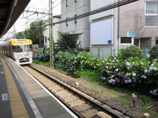 東松原駅下り線側のアジサイ。