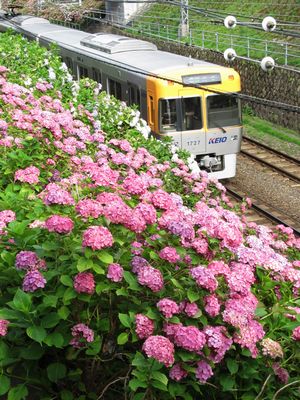 新代田駅に近い掘割ののり面。この辺りはピンク色のアジサイとなっている。