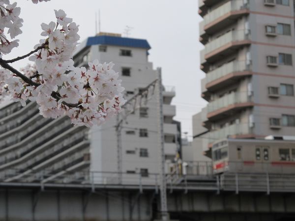 五反田駅に停車中の東急池上線1000系と目黒川の桜