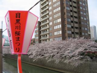 桜の開花時期に川沿いに吊り下げられる飾り。
