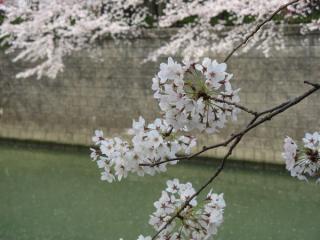 桜の花と目黒川の水面。