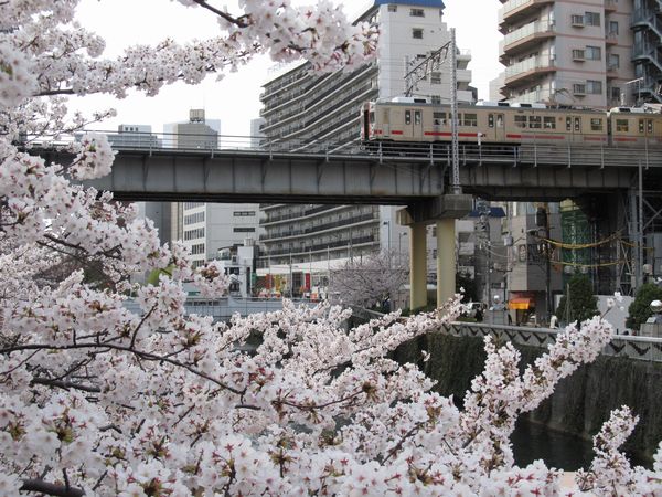五反田駅に停車中の東急池上線7700系電車と桜の花