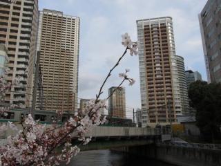 下流方向には大崎駅前の高層マンション・ビル群が見渡せる。